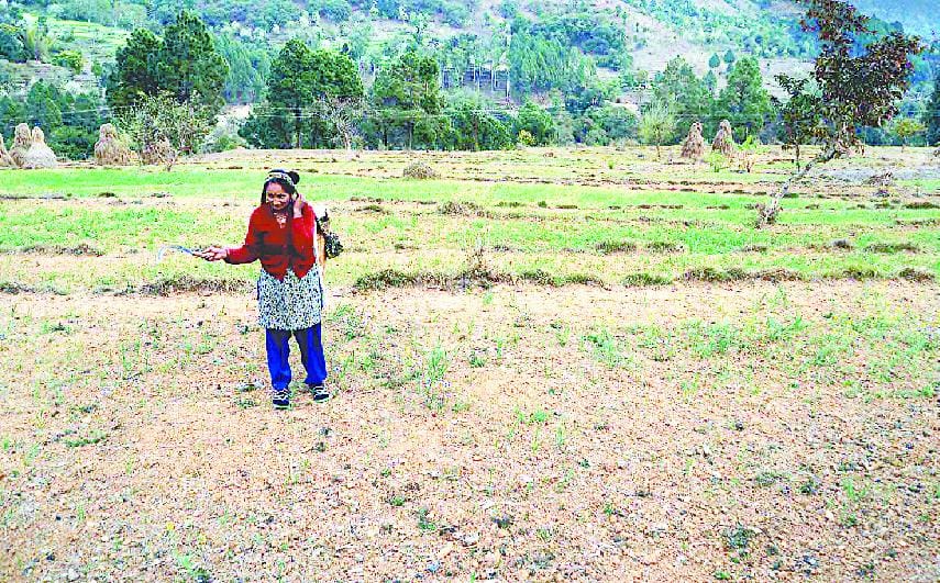 60 hectares of land barren for want of water
