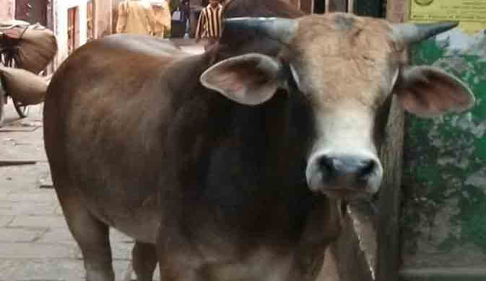 bike rider dead after collision to a bull