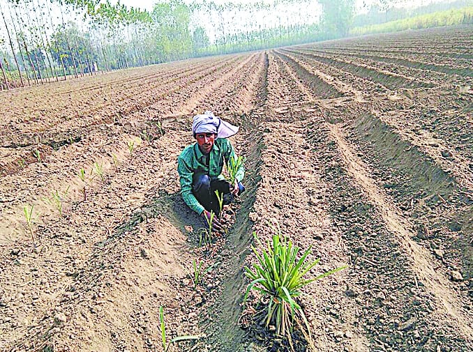 STP method will prove effective in sugar cane cultivation