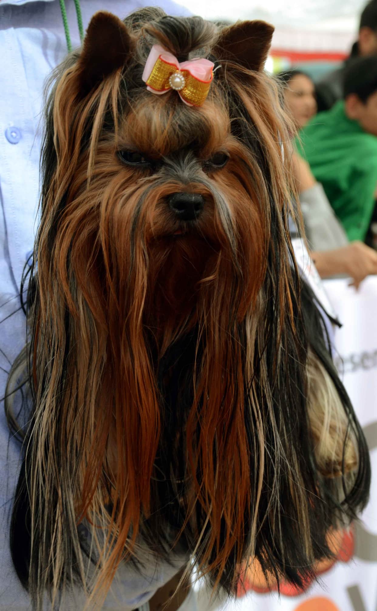 dog show in jaipur