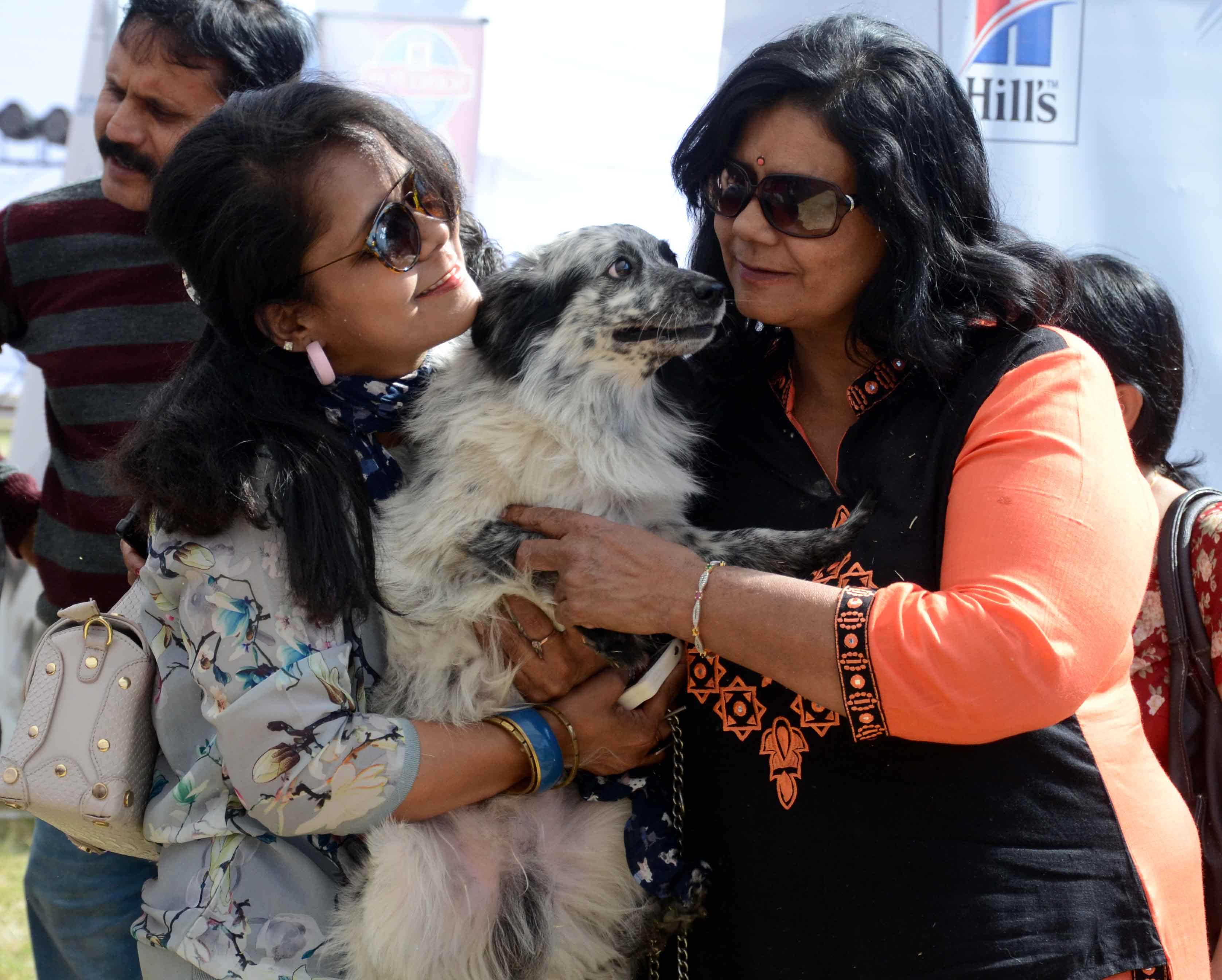 dog show in jaipur