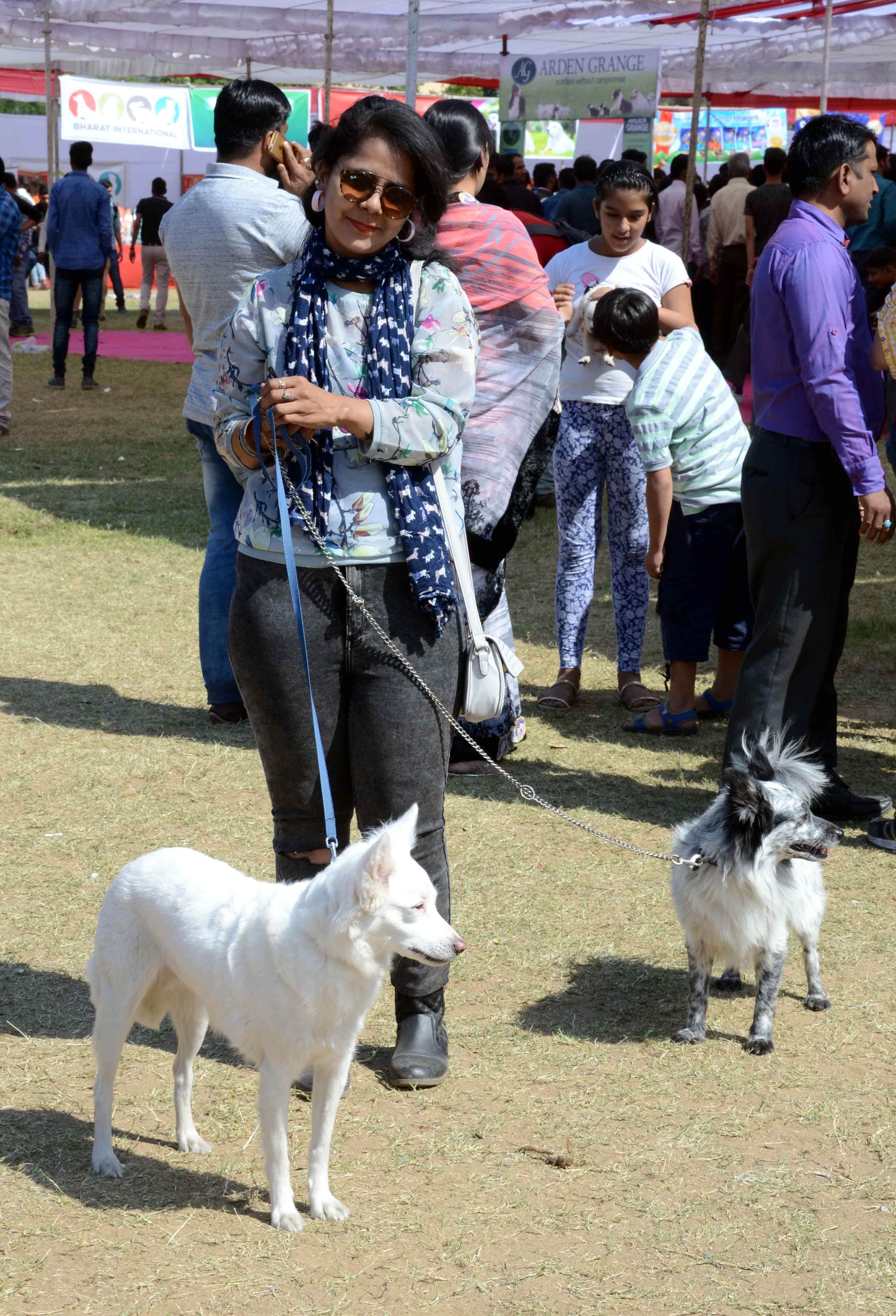 dog show in jaipur