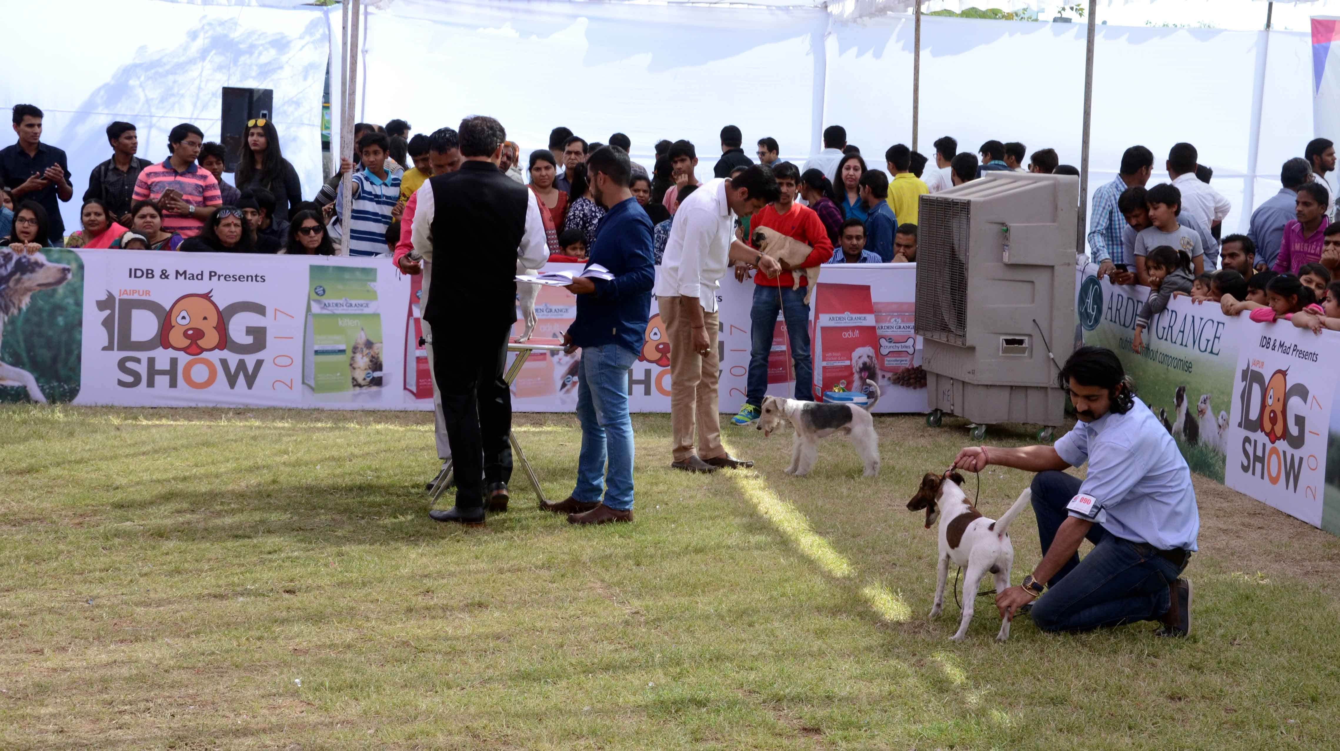 dog show in jaipur
