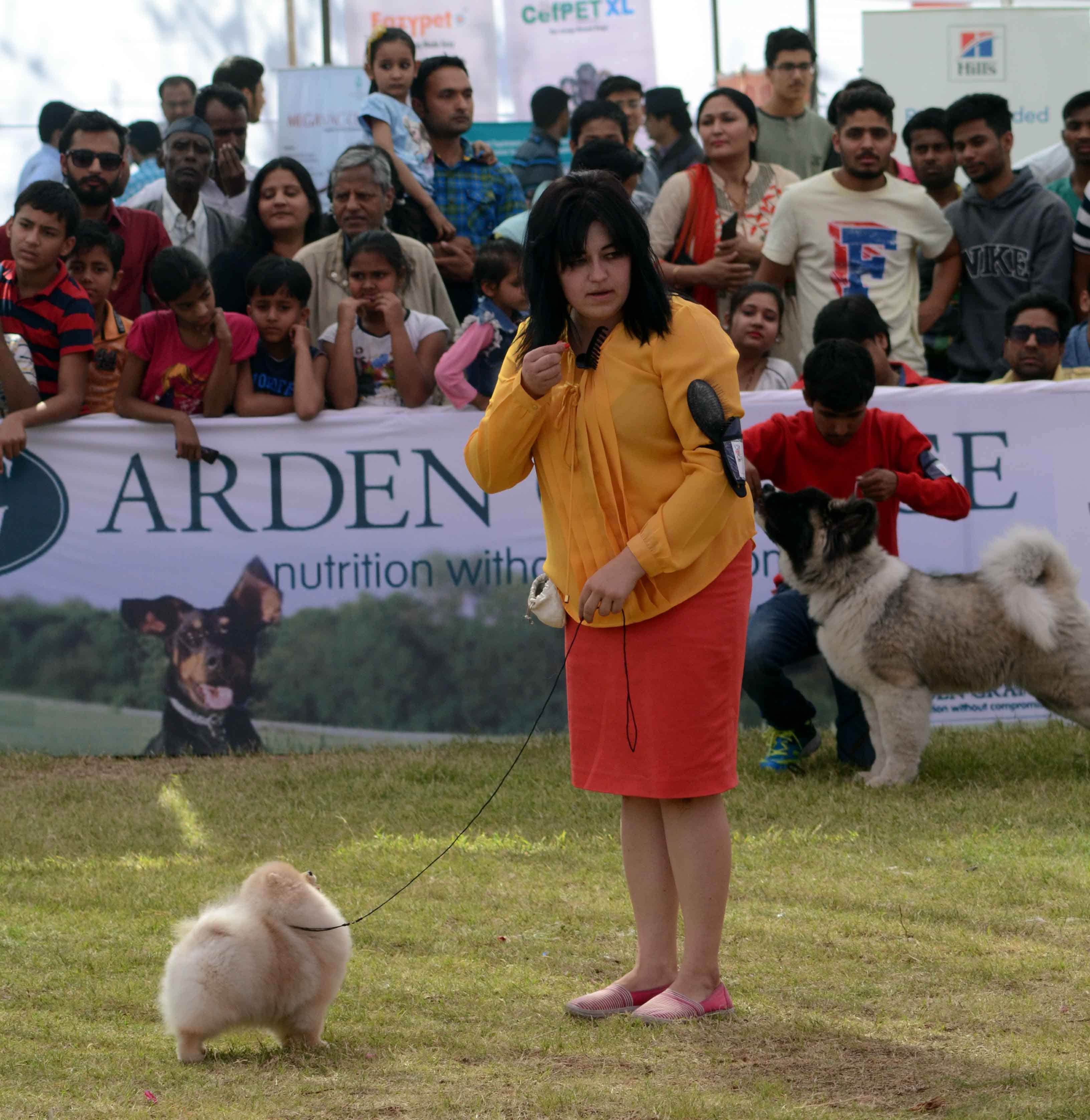 dog show in jaipur
