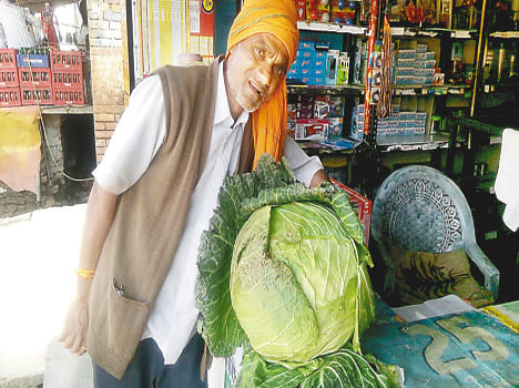 Came on the market eight kg of cabbage