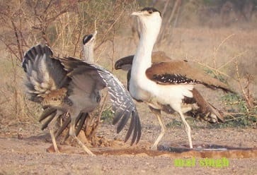 Expert are coming for search the disappearing bird 