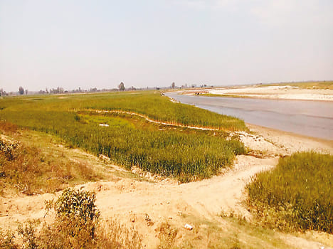 Katari wheat can harm health