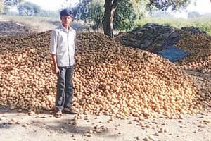 potatto