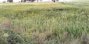 tal agriculture