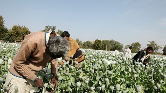 Opium wiil be create trouble for police