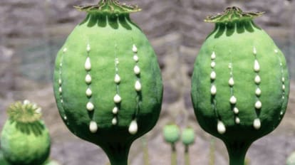 Opium wiil be create trouble for police