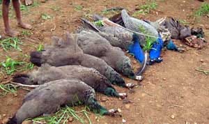 six dead peacock found in bundi