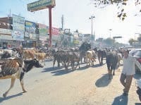 fatehabad, vidhan shabha, city,  bulls, in road, harayana