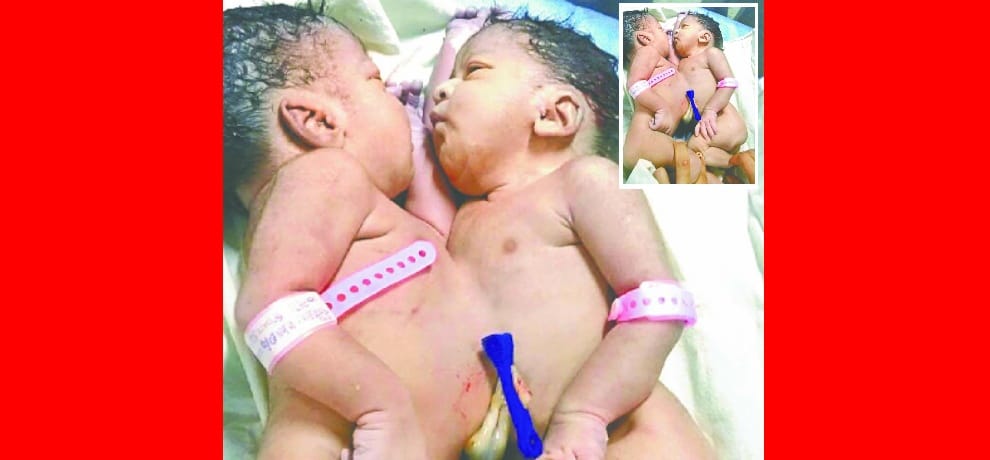 Amazing: two body blows through a lever lives of these little 