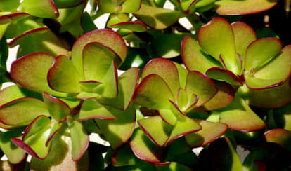 Keep Crassula Plant In Home To Attract Money