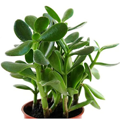 Keep Crassula Plant In Home To Attract Money