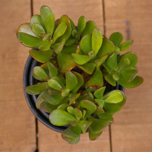 Keep Crassula Plant In Home To Attract Money