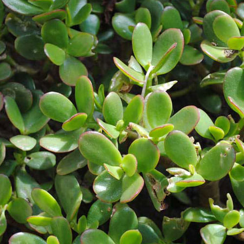 Keep Crassula Plant In Home To Attract Money