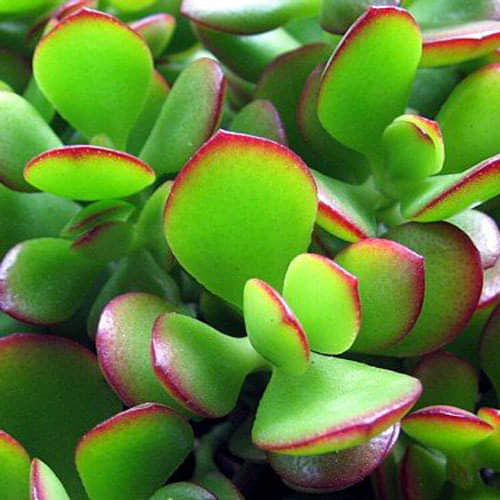 Keep Crassula Plant In Home To Attract Money