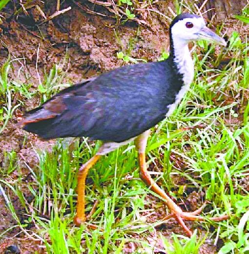 Bhurmuni, beautiful birds in the world Aanvlagat
