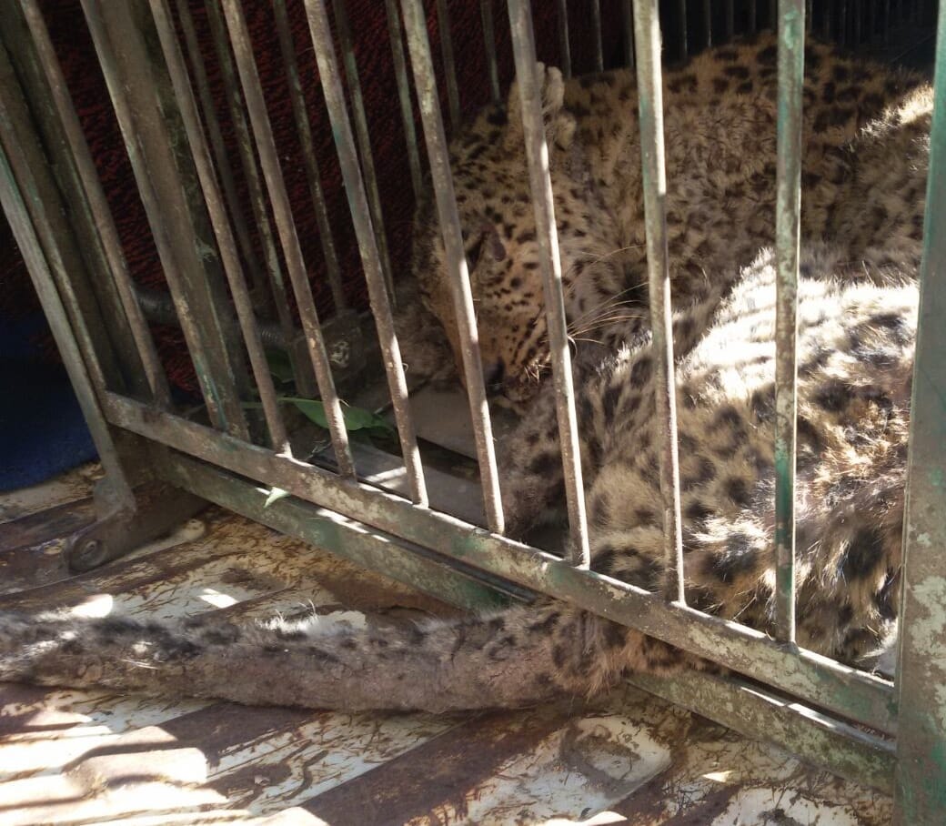 Guldar female entered the house ruins, there was confusion,.