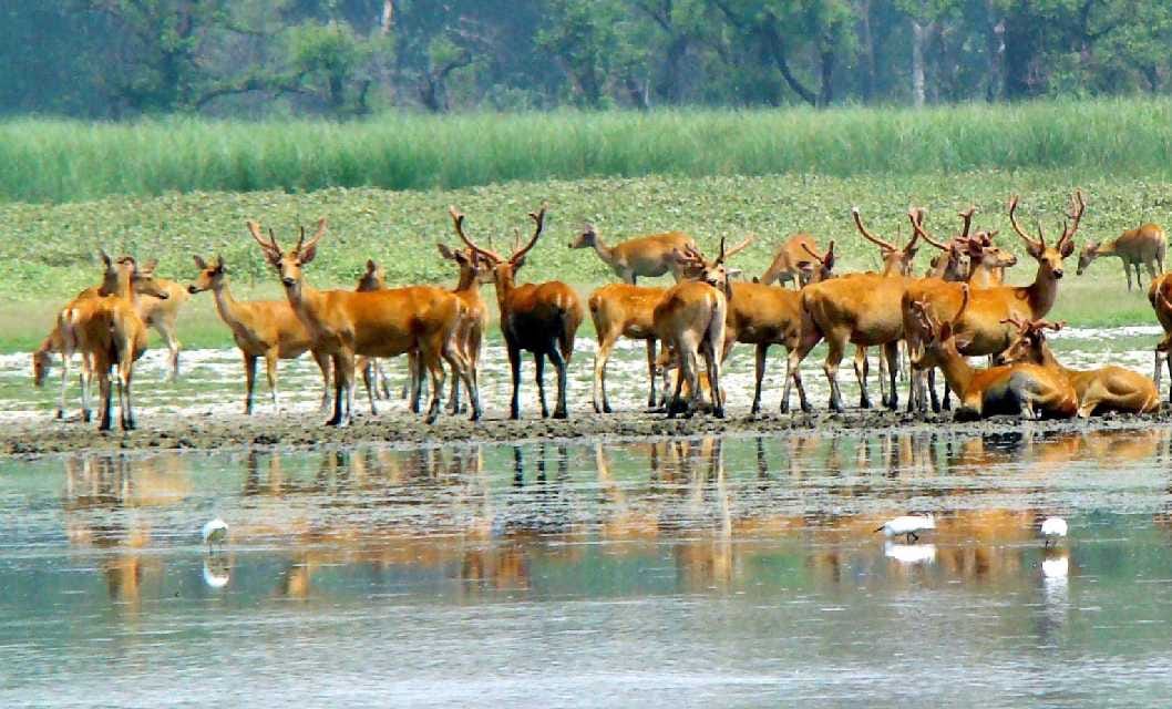 Sambhars in Dudhwa crisis, rising kin of tigers and deer