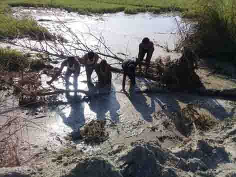 Rjwaha breakdown submerged hundreds of acres of crop