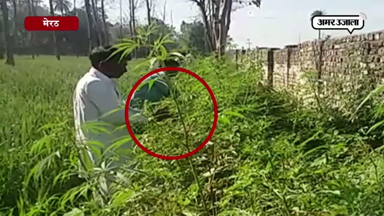 मेरठ 