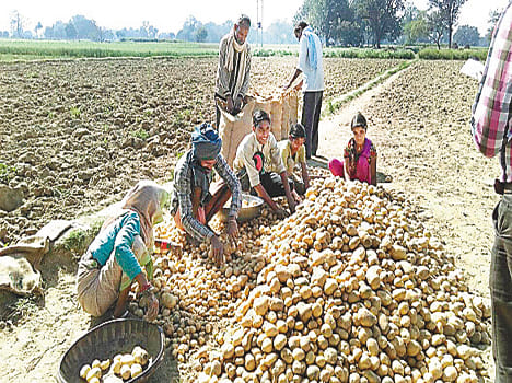 Not soaring prices of potato farmers