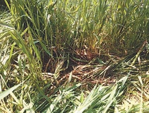 Asnai rod and sticks in the killing of the youth Kunckr