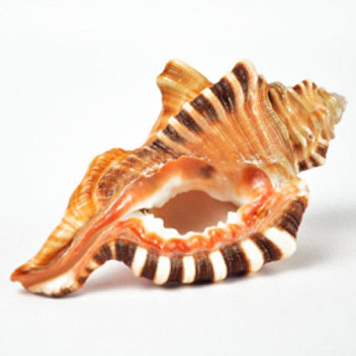 Keep These Shankhs In Your Home For Different Purpose