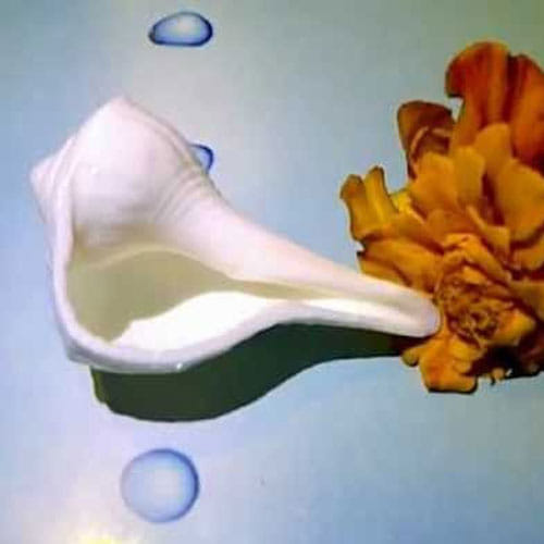 Keep These Shankhs In Your Home For Different Purpose
