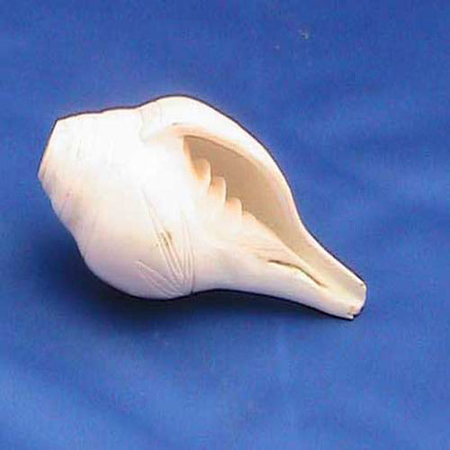 Keep These Shankhs In Your Home For Different Purpose