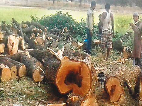Cut out five mango trees blossom