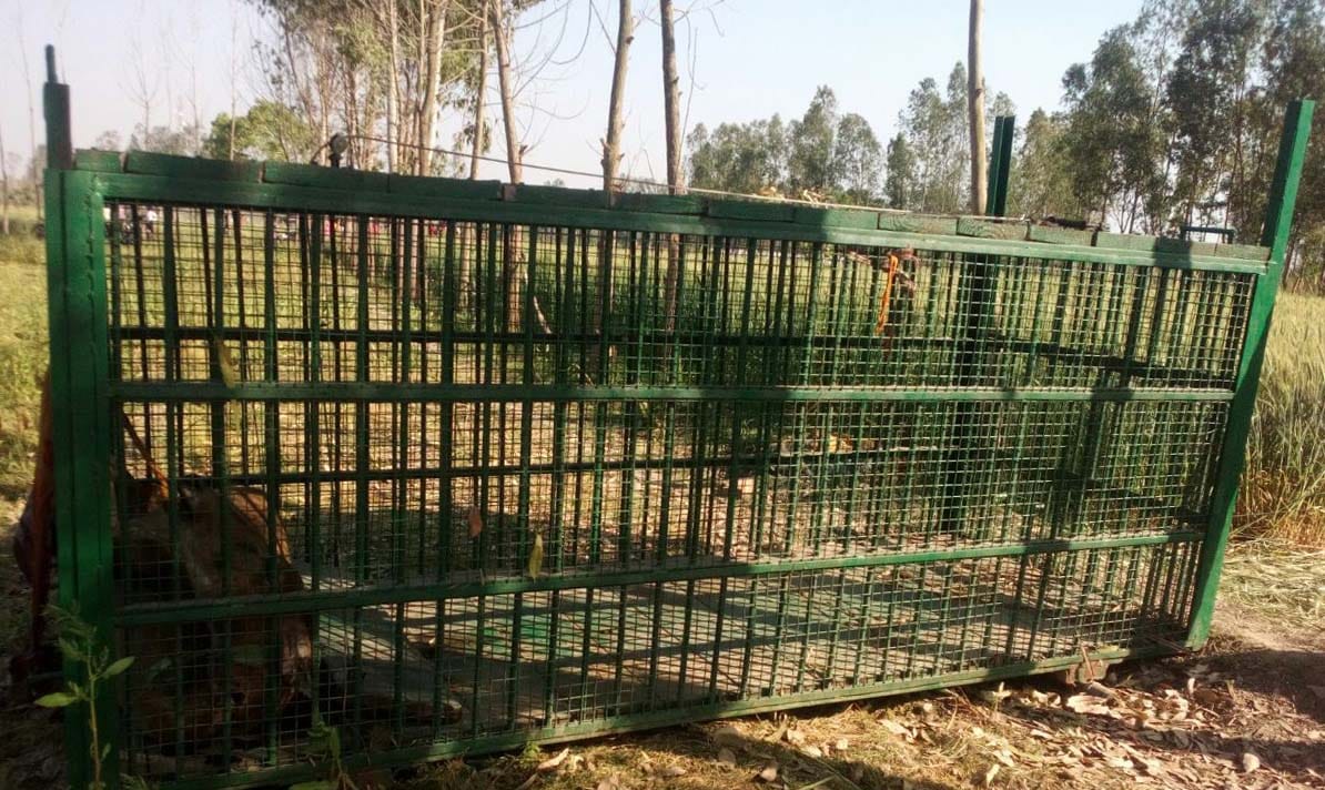Tiger has not caught, panic