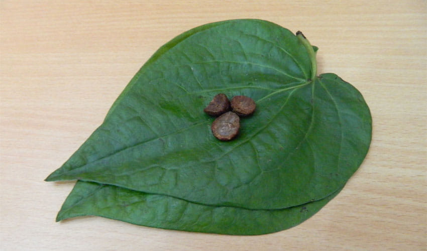 Betel Leaf Will Turn Your Bad Luck Into Good
