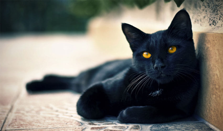 Bad Impact Of Cat In House
