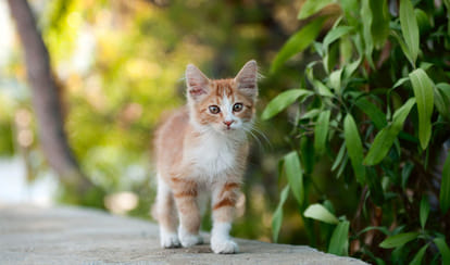 Bad Impact Of Cat In House