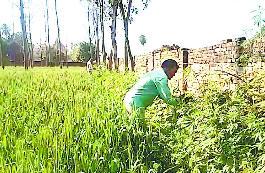 exclusive: holi is coming, sulfa's is being made on wages