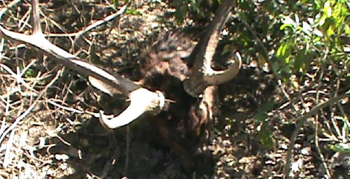 Reindeer hunting in Hastinapur Sanctuary, head separated from the torso