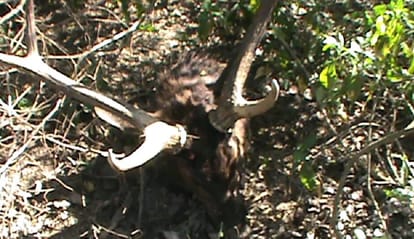 Reindeer hunting in Hastinapur Sanctuary, head separated from the torso
