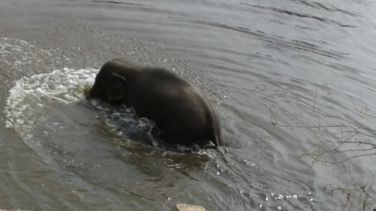 Elephant crushes old man, death