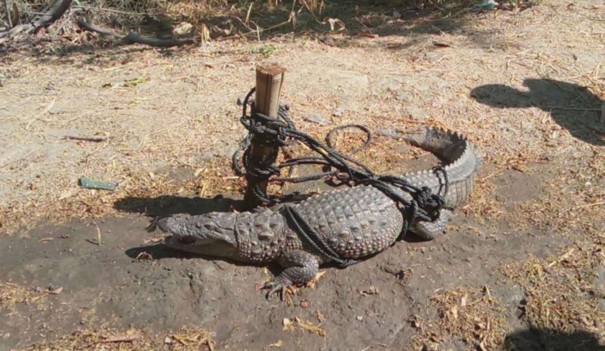 Crocodiles kill the fish caught