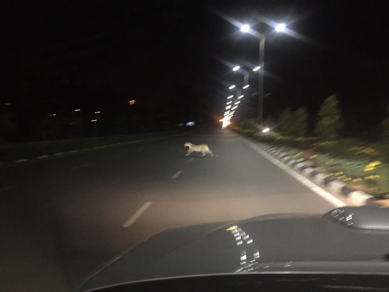 panther in jaipur 