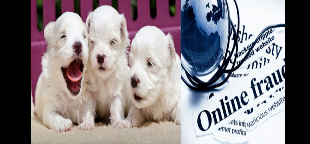 Salman Khurshid falsely threatens to sell online dog