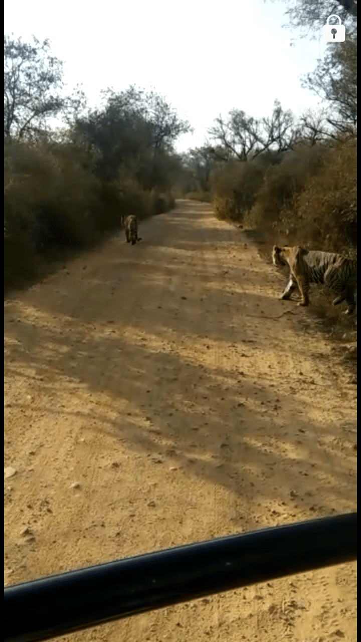tiger spotted in sariska alwar rajasthan