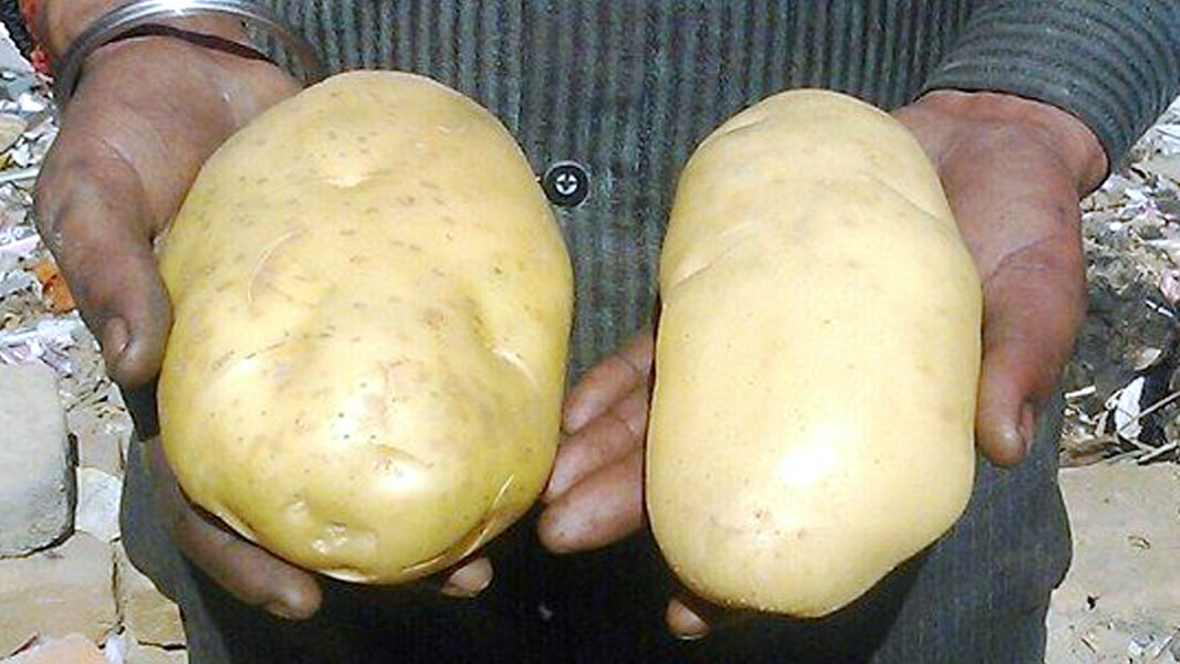 unique holland potato