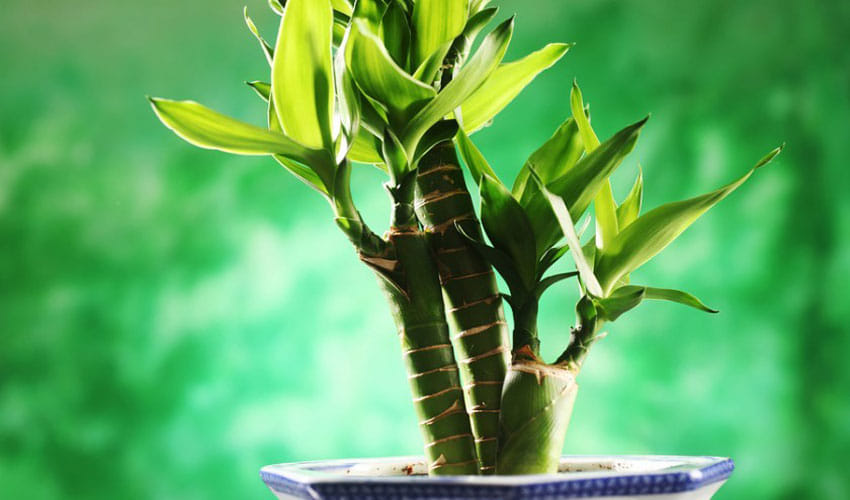 Bamboo Plant In Feng Shui Brings Good Luck And Prosperity