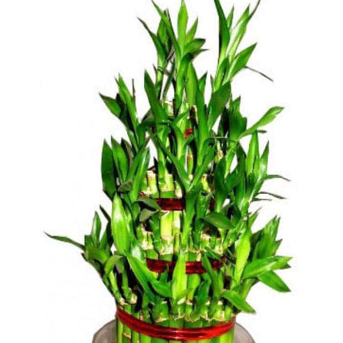 Bamboo Plant In Feng Shui Brings Good Luck And Prosperity