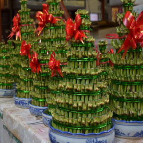 Bamboo Plant In Feng Shui Brings Good Luck And Prosperity